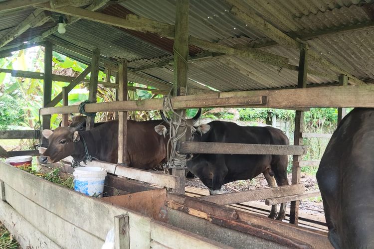 Penjualan Sapi di Sorong Anjlok, Mulyono: Biasanya 25-30 Ekor, Sekarang Cuma 7 Ekor