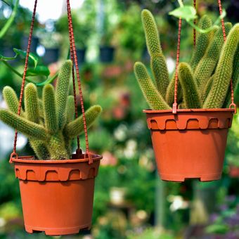 Ilustrasi tanaman hias rattail cactus atau kaktus ekor tikus (Disocactus flagelliformis). 