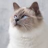 7 Ras Kucing Bermata Biru yang Lucu dan Menggemaskan