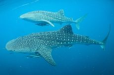 Saat Korban Laka Lantas Telepon Damkar Sumbawa Minta Tolong Evakuasi dan Obati Lukanya