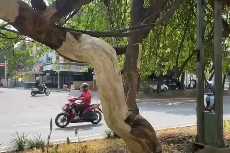 Pelaku yang Kuliti 11 Pohon di Bandung Terungkap, Ternyata Lansia 80 Tahun