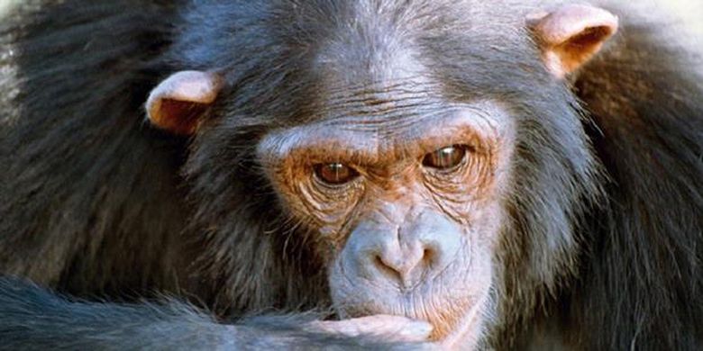 Ini Dia Simpanse Paling Cerdas Ini Dia Simpanse Paling Cerdas