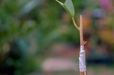 Cara Grafting Durian agar Menghasilkan Bibit Unggul