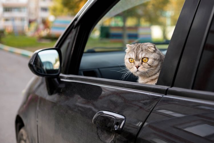 Ilustrasi kucing - Kucing jalan-jalan naik mobil.