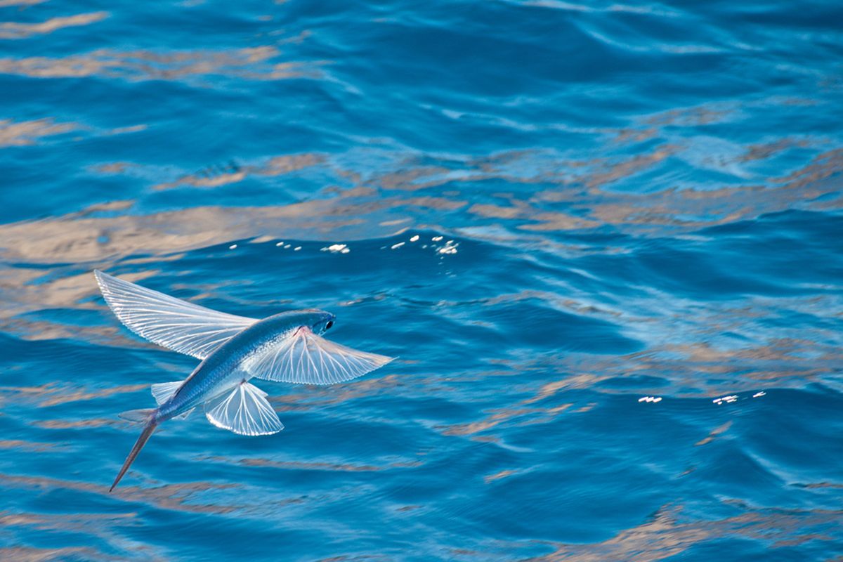 Ikan terbang atau flying fish. Bentuk adaptasi ikan untuk menghindari predator laut.