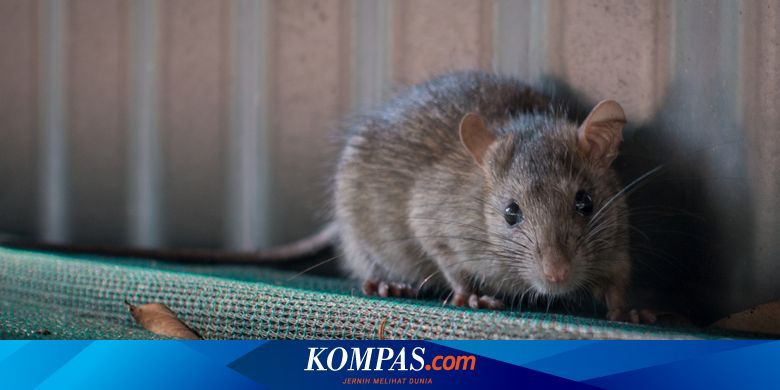 [POPULER PROPERTI] 4 Cara Ampuh Cegah Tikus Bersarang di Dapur