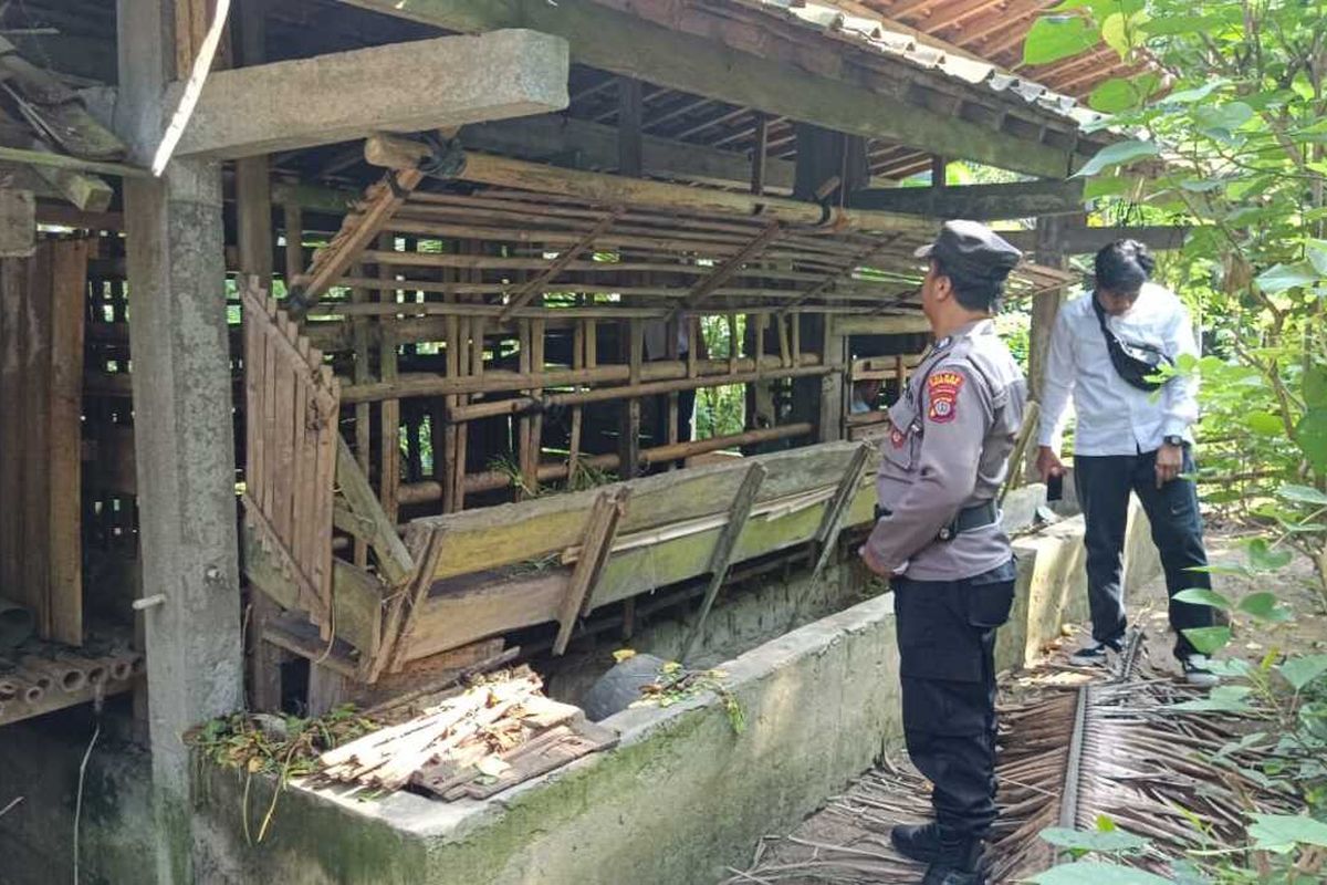 Kondisi kandang kosong di kawasan rumah warga di Padukuhan Tangkisan II, Kalurahan Hargomulyo, Kapanewon Kokap, Kabupaten Kulon Progo, Daerah Istimewa Yogyakarta. Polisi membarikade kandang kambing dengan garis polisi setelah ada laporan seorang warga kehilangan tujuh kambing di situ.