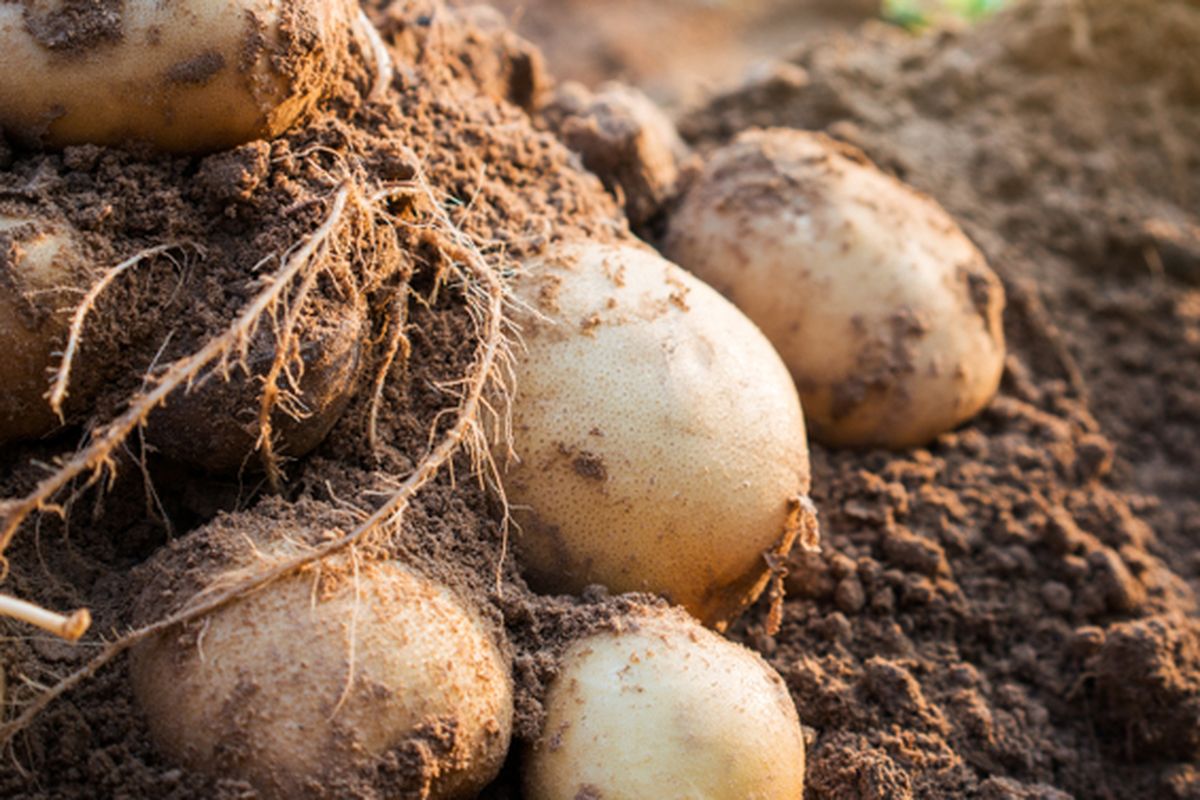 Ilustrasi kentang, menanam kentang.