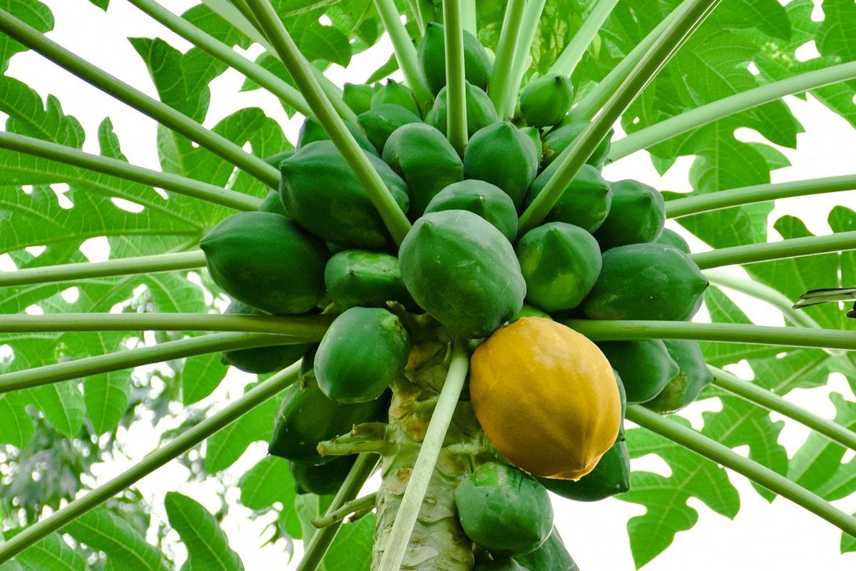 Ilustrasi tanaman pepaya, pohon pepaya. 