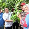 Mangga Indramayu Segera Mendunia...
