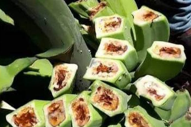 Tanaman pisang milik warga Kabupaten Ende terserang penyakit darah pisang.