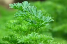 5 Hal yang Harus Diperhatikan Saat Menanam Tanaman Parsley