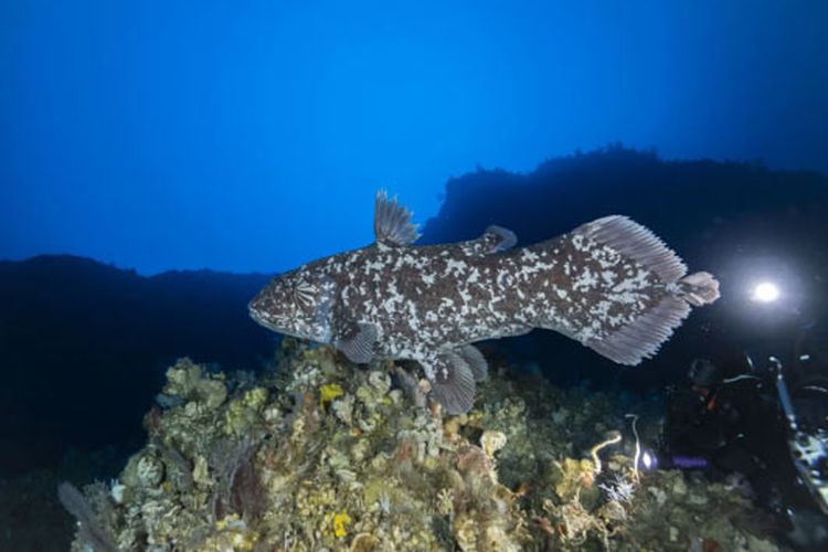 Ikan Purba Coelacanth Temuan Gorontalo Masih Diteliti, Ini Penjelasan Ilmuwan