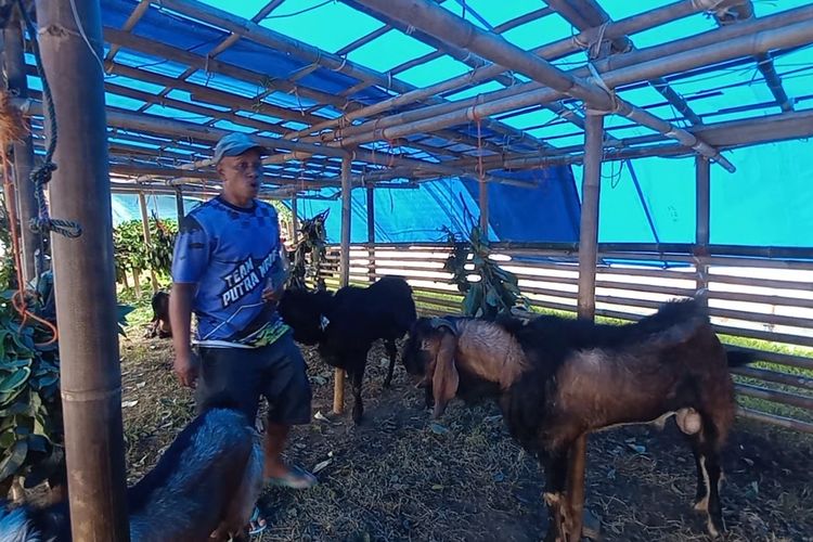 14 Tahun Jualan Kambing di Pinggir Jalan Nasional Kebumen, Jumali Raup Cuan Jelang Idul Adha