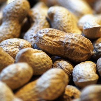 Ilustrasi kacang tanah. Kulit kacang bisa dimanfaatkan sebagai pupuk alami untuk tanaman.