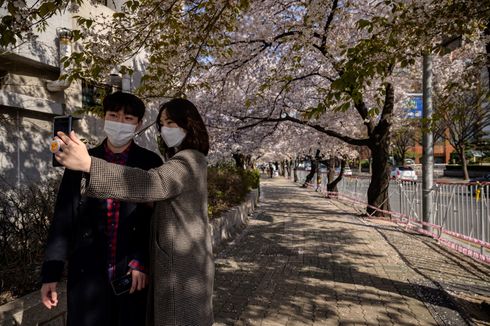 Cara Orang Korea Nikmati Sakura di Tengah Pandemi Corona, Ada Wisata Drive-thru