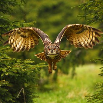 burung hantu di siang hari