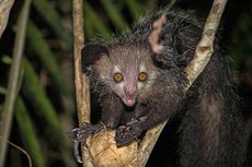 Hewan Apa Itu Aye-aye, Primata Aneh dari Madagaskar?