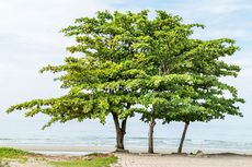 Pohon Ketapang, Pohon Teduh dengan Segudang Manfaat