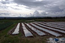 Tak Ada Infrastruktur Baru Food Estate, Basuki Dorong Pengembangan yang Sudah Terbangun