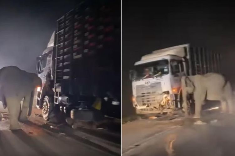 Momen Pilu Induk Gajah Enggan Tinggalkan Anaknya Mati Tertabrak Truk, Ungkap Ada Konflik Satwa dan Manusia di Malaysia