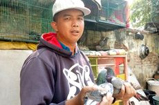 Kisah Ade Putra Dapat Hadiah Motor berkat Burung Dara Bernama Josua