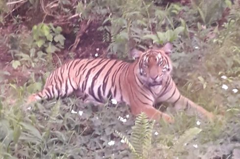 Sebelum Terkam Karyawan Perusahaan di Riau, Harimau Sumatera Sudah Sering Muncul