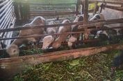 Dua Ekor Domba Betina dan Harapan yang Terus Bertumbuh