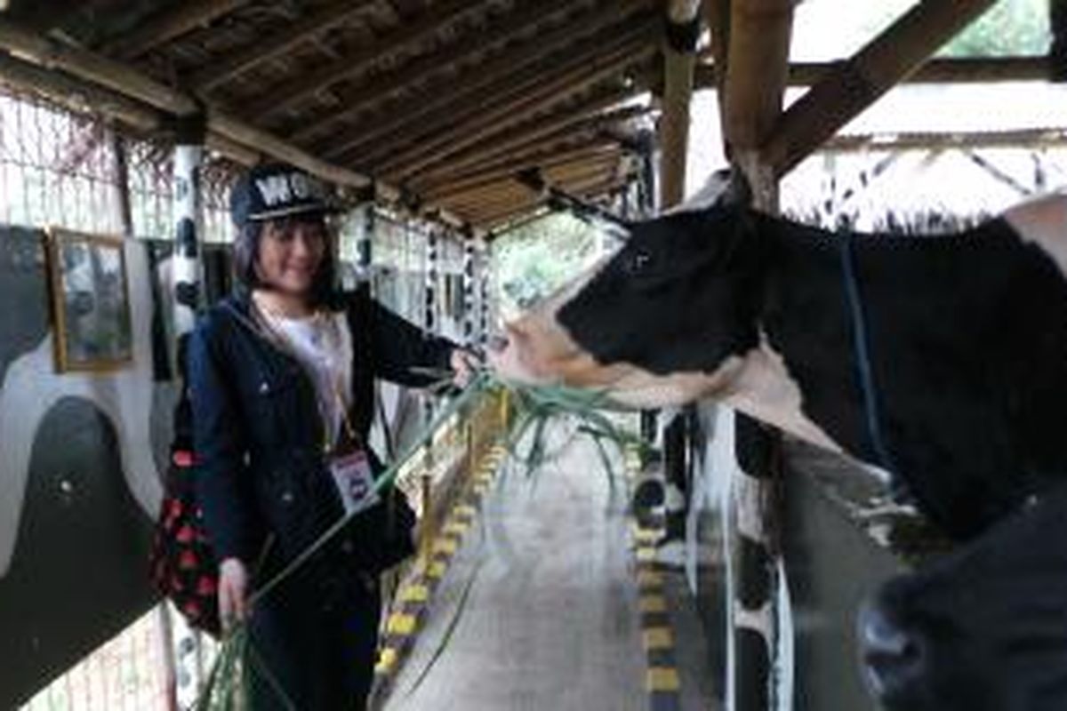 Kinal JKT48 memberi makan sapi perah dalam kegiatan OFC JKT48 di Cimory Mountain View, Bogor, Jawa Barat, Sabtu (4/7/2015).