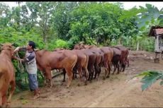 PMK Merebak, Warga Diimbau Tak Takut Makan Daging Sapi