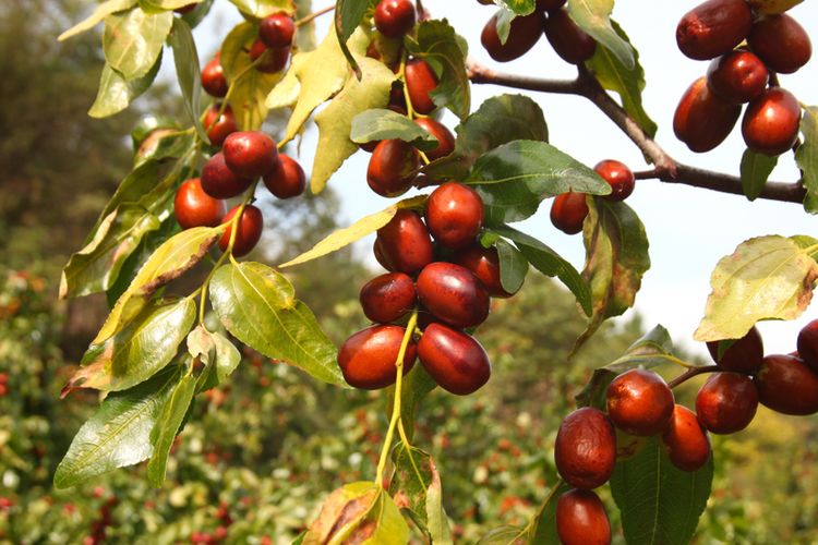 Illustration of jujube fruit plants or Chinese dates. 