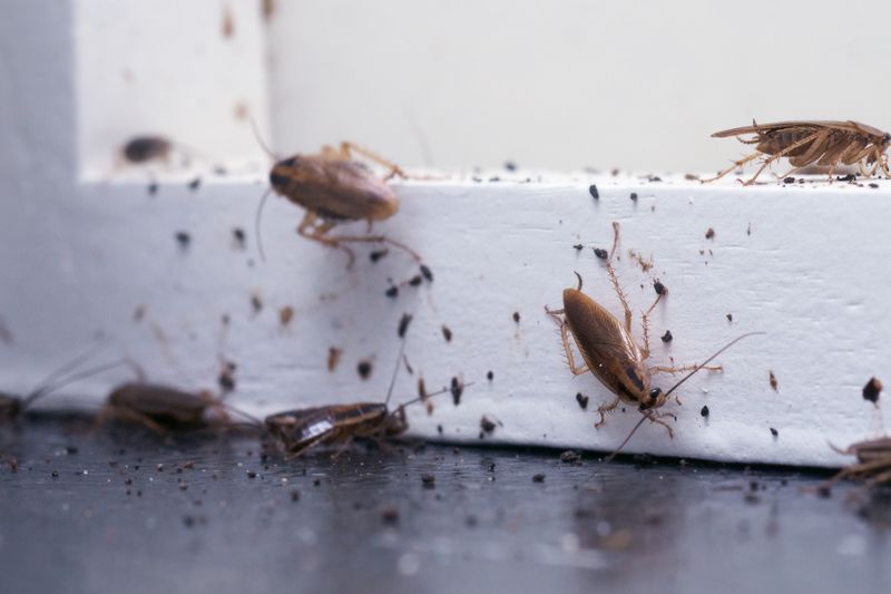 Rumah Meledak Usai Seorang Pria Semprotkan Insektisida untuk Usir Kecoak