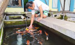 Penjual Ikan di Batu Pasarkan Ikan Secara Online