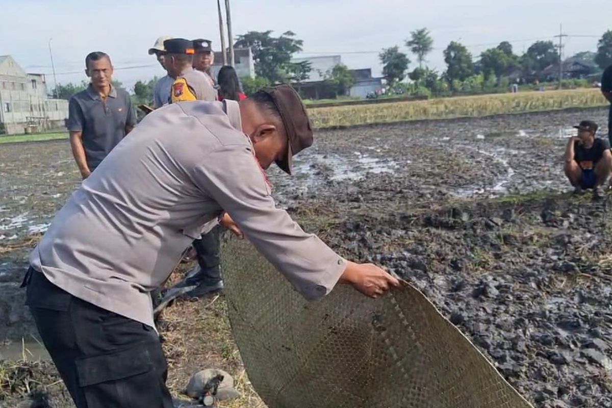 Polisi melakukan olah tempat kejadian perkara kasus pria bernama Saljum (41) ditemukan tewas tersetrum jebakan tikus beraliran listrik saat berburu belut di area persawahan di Desa Klitik, Kecamatan Geneng, Kabupaten Ngawi, Jawa Timur, Minggu (19/1/2025)
