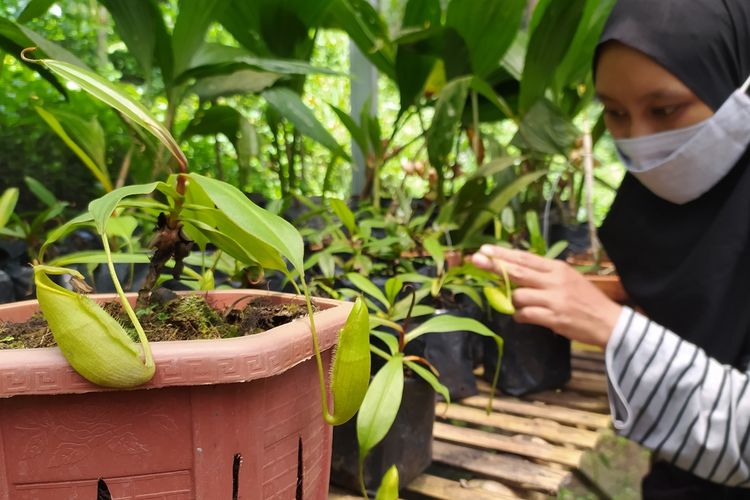 Konservasi tanaman kantong semar di green house kawasan Baturraden Adeventure Forest (BAF) di Baturraden, Kabupaten Banyumas, Jawa Tengah.