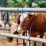 Harga Sapi Kurban di Trenggalek Naik Jelang Idul Adha 2026, Dipicu Dampak PMK