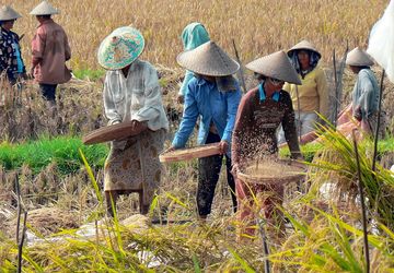 Hari Tani Nasional: Petani Masih Jadi Tamu di Tanahnya Sendiri
