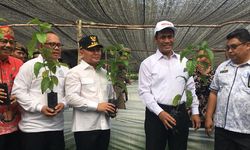 Lewat BUN500, Kementan Akan Kembalikan Kejayaan Perkebunan Indonesia