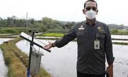 Lahan Pertanian di Klungkung Diserang Hama, Kementan Sarankan Petani Ikut AUTP