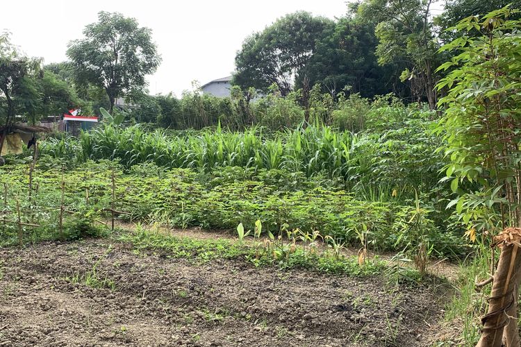 Jakarta Masih Punya Zona Hijau, Lahan Liar di Cakung Jaktim Jadi Kebun Produktif