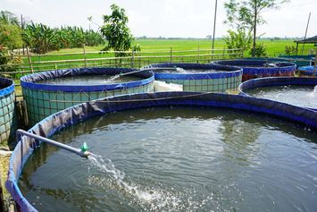 Panen Ikan Lele di Kabupaten Kediri Capai Belasan Ton per Hari