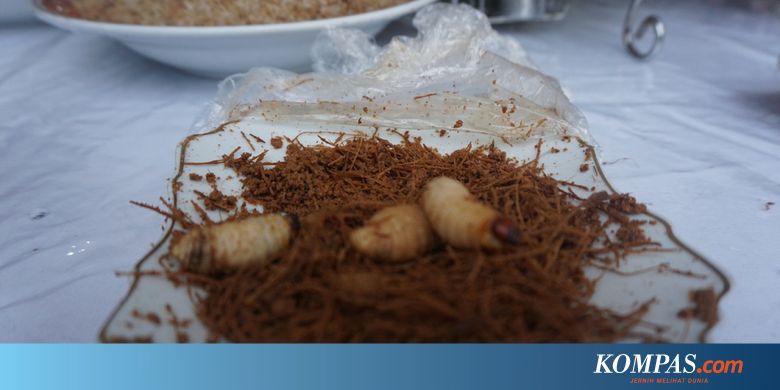 Apa Rasanya Makan Ulat Sagu Hidup Hidup Di Raja Ampat