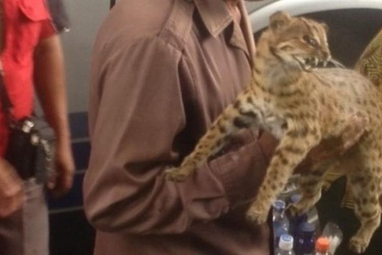 Seorang pedagang menawarkan kucing hutan yang diawetkan di Terminal Purabaya, Sidoarjo, Sabtu (8/3/2014).