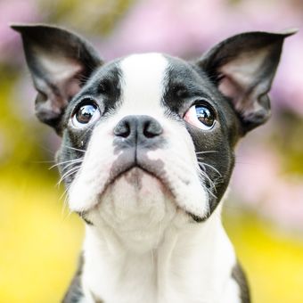 Ilustrasi anjing Boston terrier. 