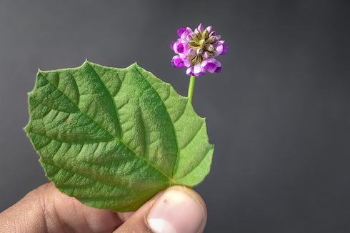 Apa Manfaat Bakuchiol dalam Serum?