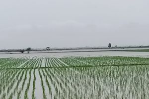 Pantura Subang Berstatus Siaga: Sudah Direndam Luapan Sungai, Kini Diterjang Banjir Rob