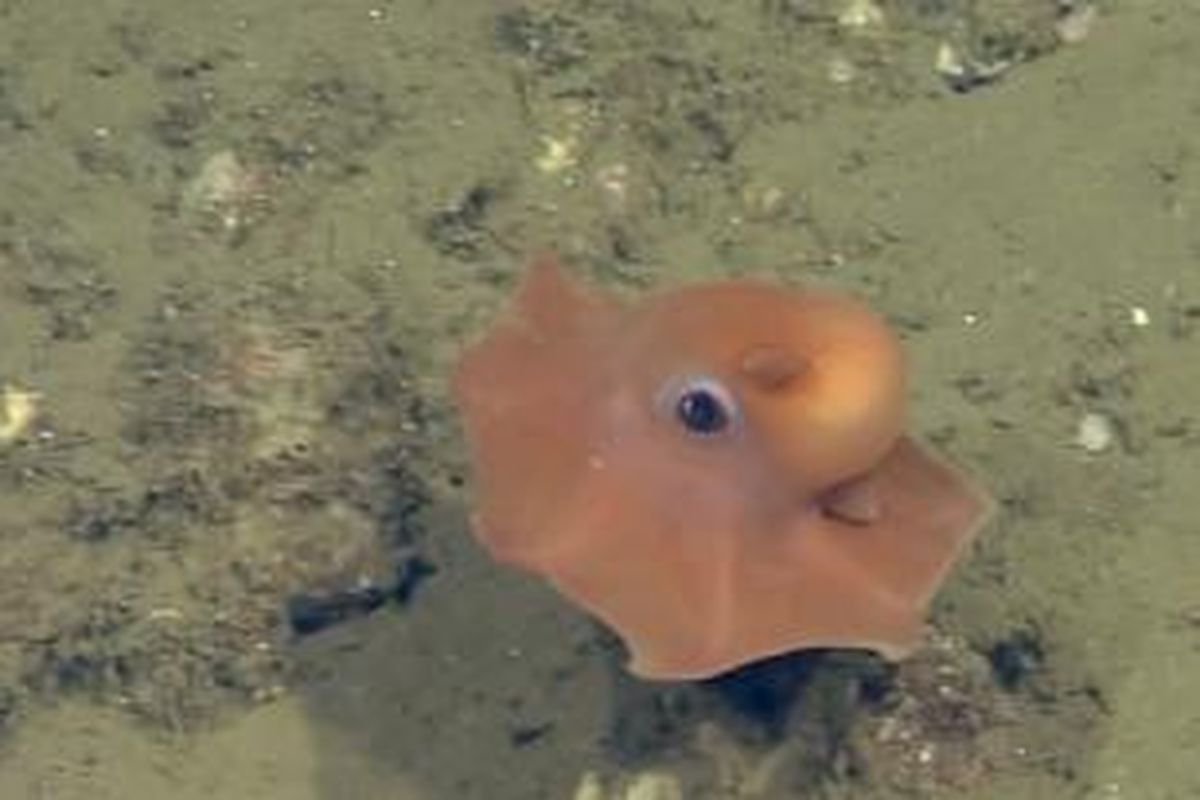 Jenis gurita yang diidentifikasi oleh Stephanie Bush dari Monterey Bay Aquarium Research Institute . Warna merah jambu dan selaput tentakel membuat gurita itu tampak sangat lucu.