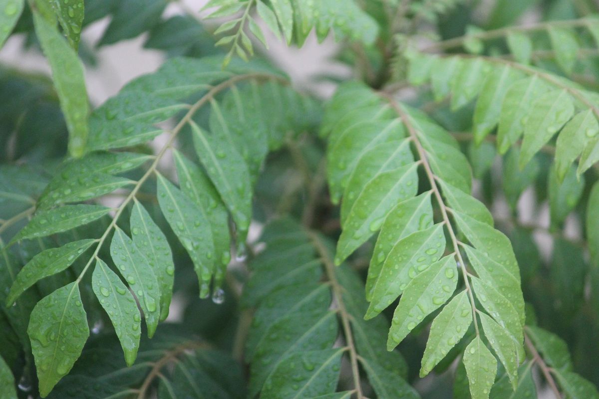 Ketika dikombinasikan dengan minyak rambut dan dioleskan ke kulit kepala, daun kari dapat membantu mencegah uban dini. Jika mencari cara menghilangkan uban secara alami, metode ini juga layak dicoba.