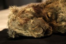 Dua Mumi Anak Singa Gua Zaman Es Ditemukan dalam Kondisi Sangat Baik, Masih Berbulu