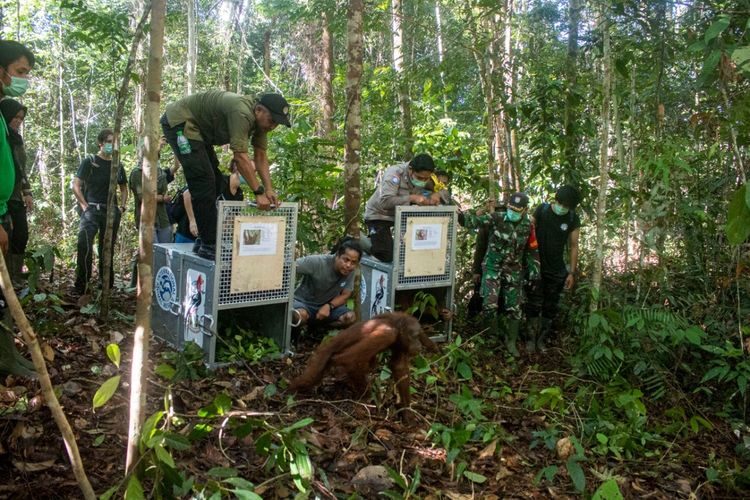 Sebanyak 5 individu orangutan yang diselamatkan dari pemeliharaan ilegal masyarakat dilepasliarkan di Balai Taman Nasional Bukit Baka Bukit Raya (BTNBBBR), Kabupaten Melawi, Kalimantan Barat, Selasa (11/2/2020).